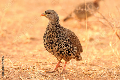 Plakat w ramie natal francolin