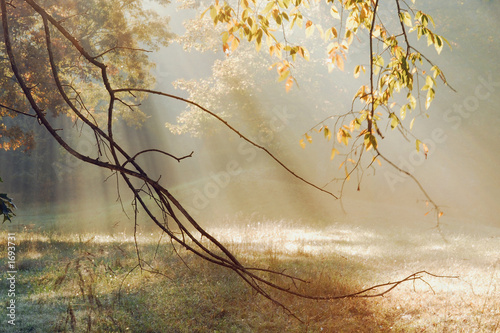 morning sun rays