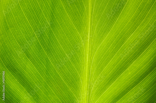 banana leaf closeup