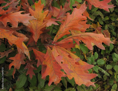 leaves