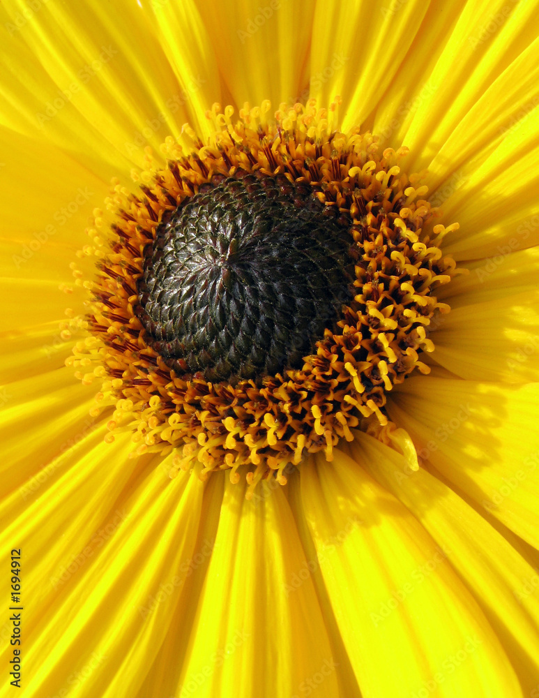 Obraz premium flower closeup