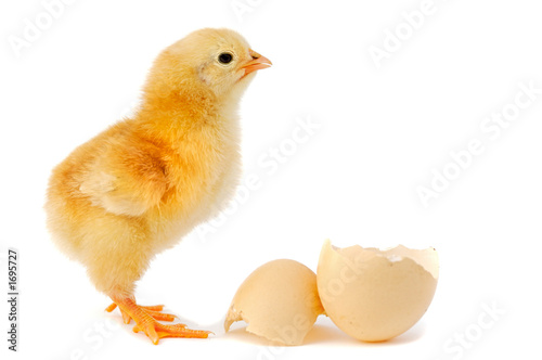 Canvas Print adorable baby chick