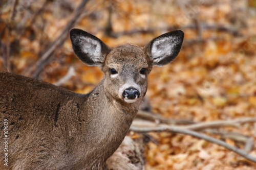 young white-tail