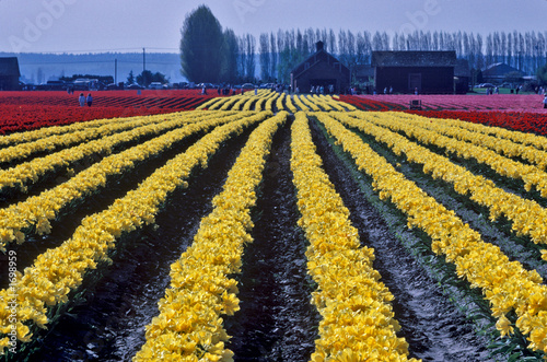 tulip rows 3