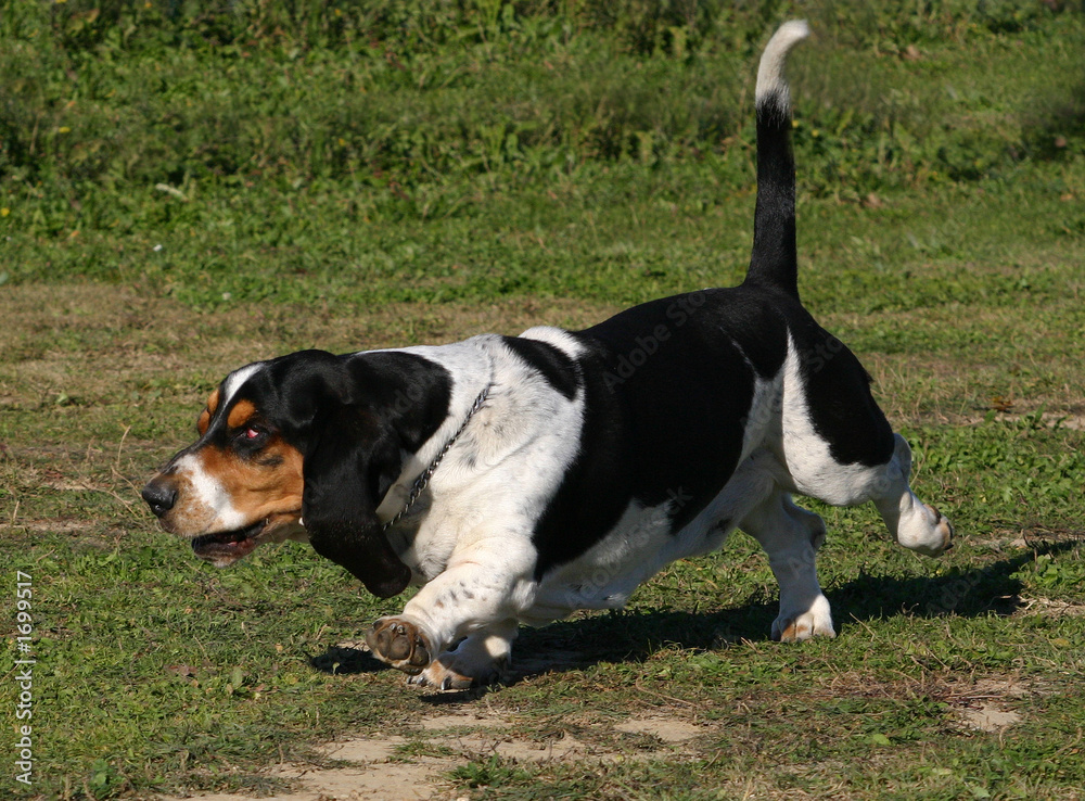 basset hound a fond