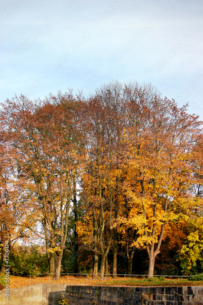 autumn colors - red/yellow trees