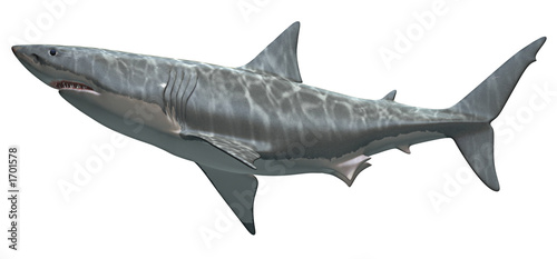 great white shark