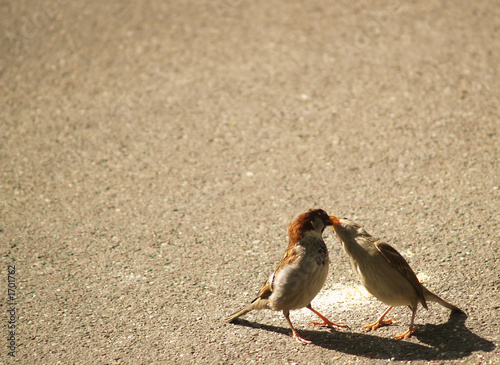 2 sparrows