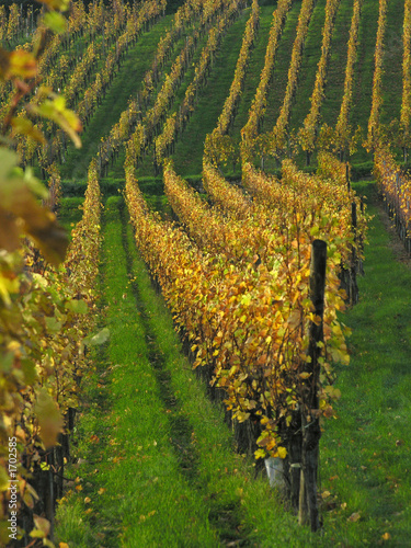 vignoble en automne