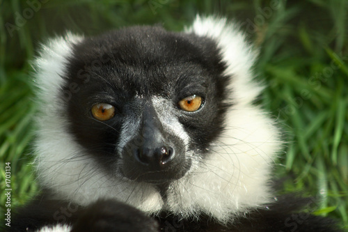 black white ruffed lemur