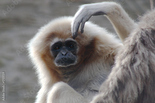 white handed gibbon