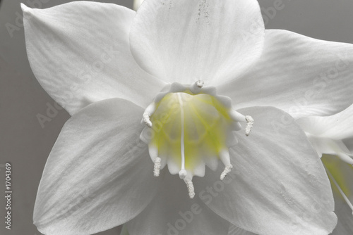 white flower