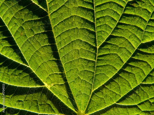 leaf of the nettle