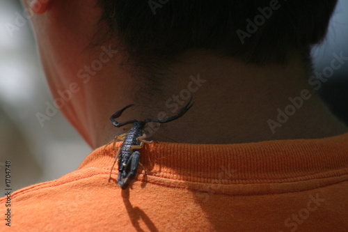 uno scorpione attacca?