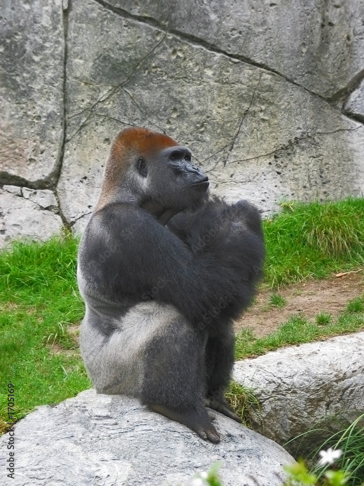 thinking gorilla