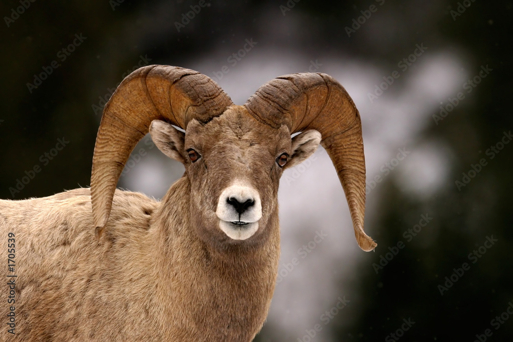 bighorn in winter bighorn in winter