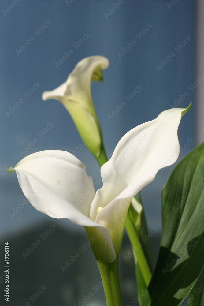 Obraz premium cala en bleu fond