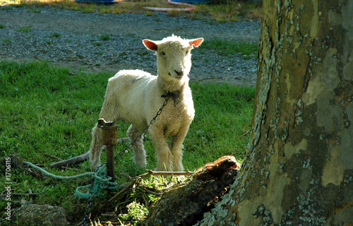 tangled lamb