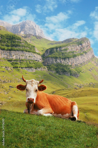 cow in high mountains