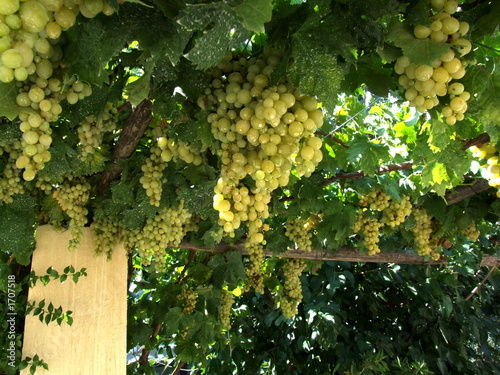 uva pensile