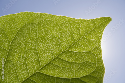 blatt im gegenlicht