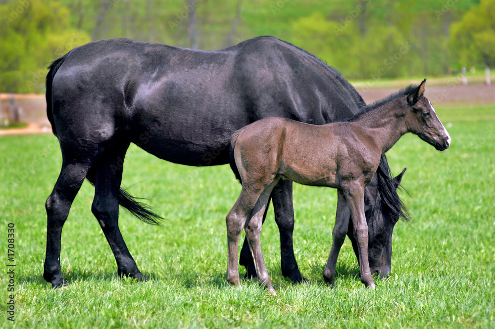 horse baby