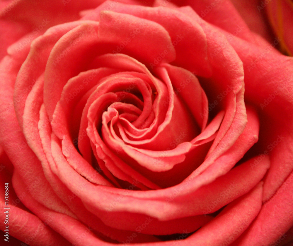rose rose