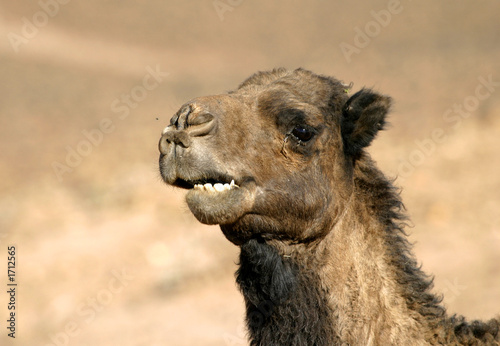 dromadaire dans le désert marocain © AlexQ