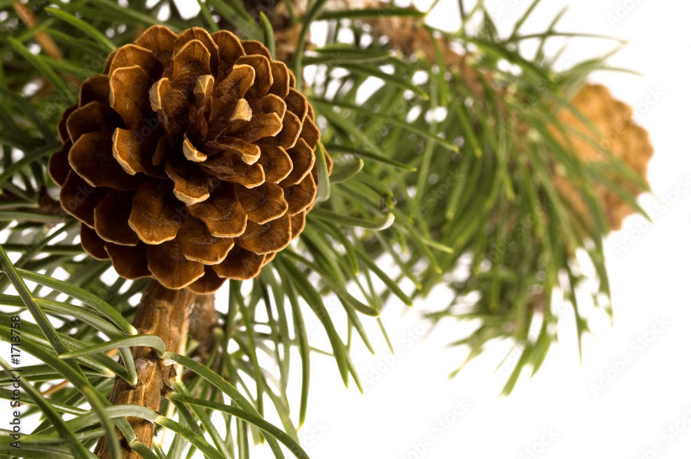 Obraz premium pine cone
