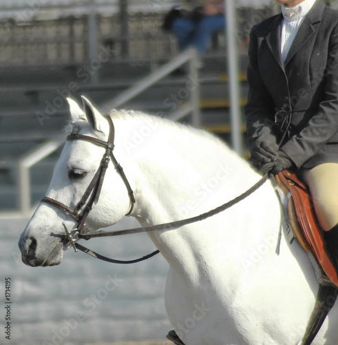 pony32