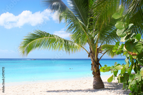 Fototapeta Naklejka Na Ścianę i Meble -  palm tree on tropical island beach