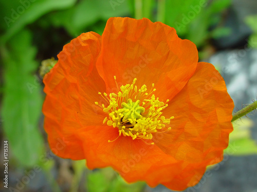 poppy