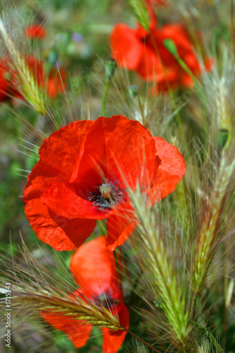 poppies photo