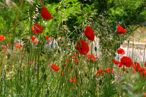 poppies