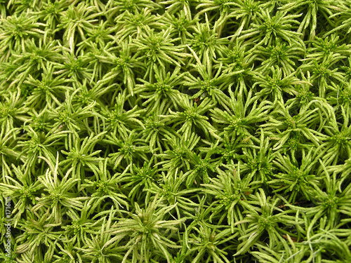 moss background photo