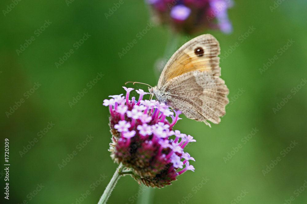 papillon papillon