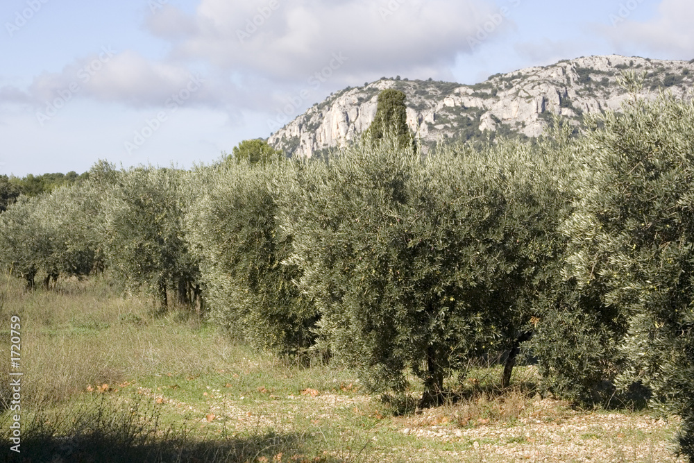 Obraz premium olivier