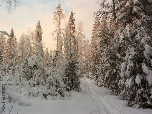 winter forest. sun rays