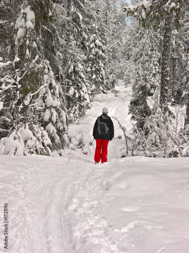 winter forest. woman skier