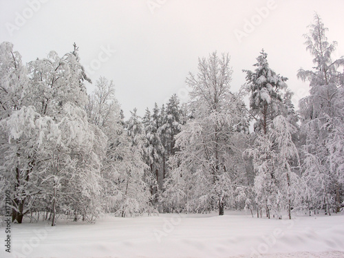 winter forest. snow field