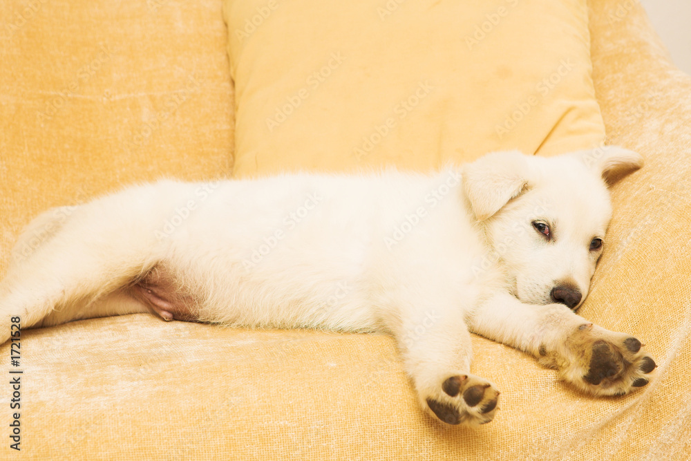 Fototapeta premium puppy #1