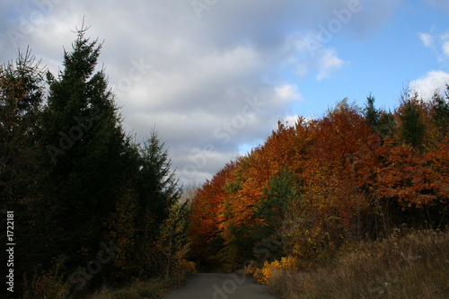 autumn landscape, road