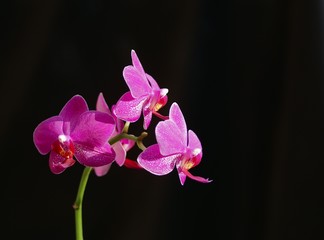 Poster Orchidee Orchideeën in delicate compositie  © Norlito Gumapac