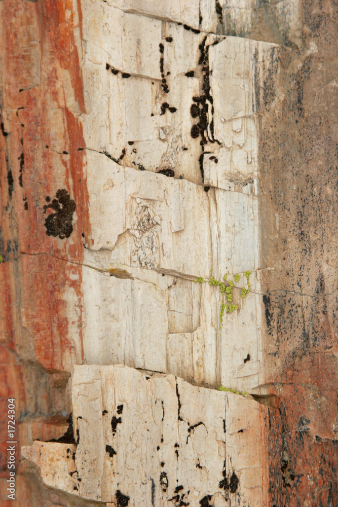 Naklejka premium petrified wood