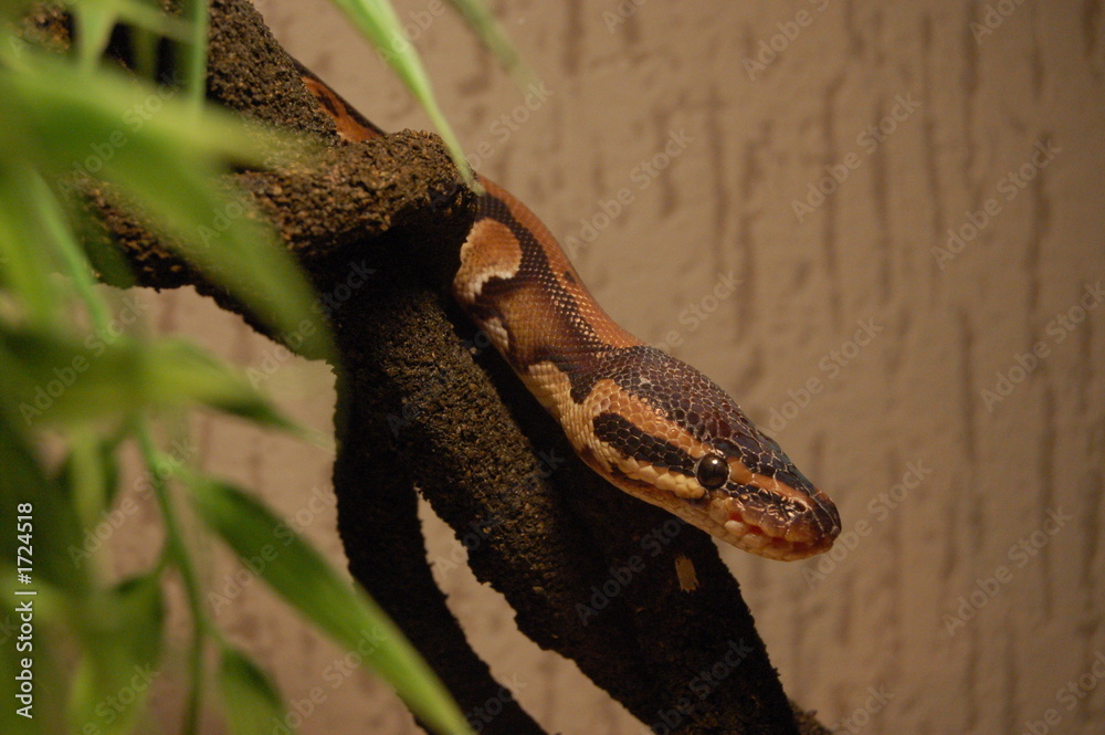 Fototapeta premium serpent1