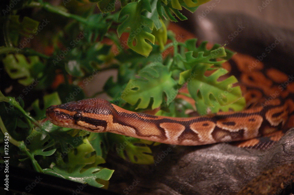 Naklejka premium serpent3