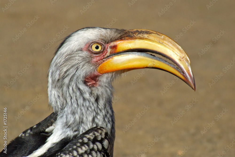 yellow-billed hornbill yellow-billed hornbill