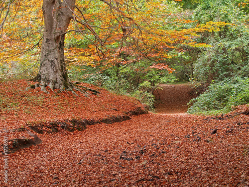 bosque de urbasa en otoño, navarra photo