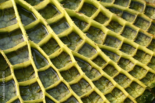 Εκτύπωση καμβά the keave of water-lily
