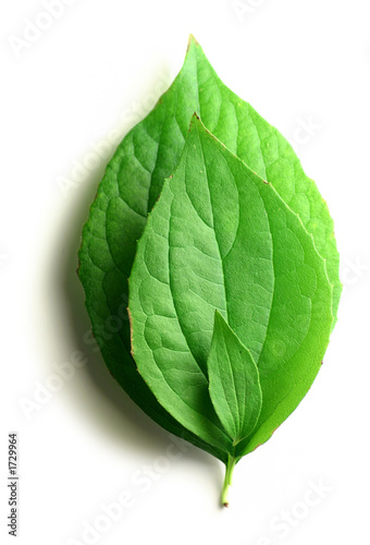 three leaves